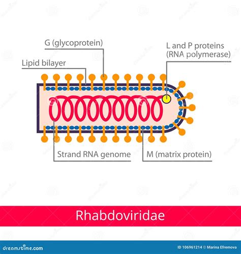 Rhabdoviridae. Classification Of Viruses. Vector Illustration ...