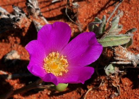 Australian Desert Plants