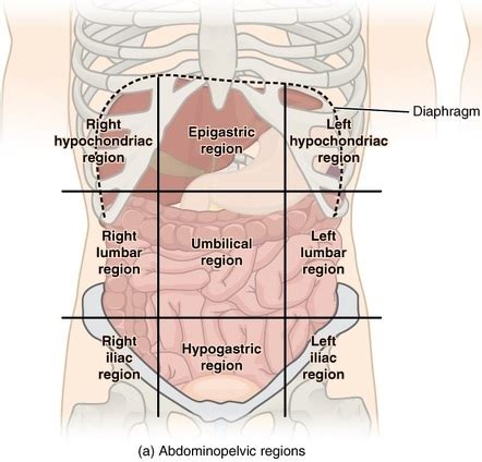 Nine Regions Of The Abdomen - cloudshareinfo