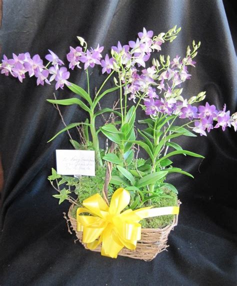 Orchid Basket | Plants and Flowers Ltd