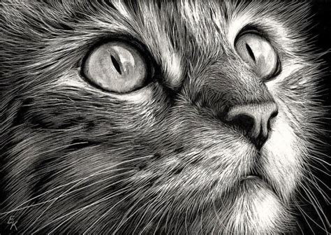 20+ Beautiful Realistic Cat Drawings To inspire you