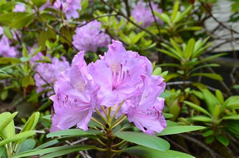 Zone Five and a Half: How or When to Trim Rhododendrons - Snap!