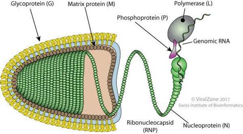 Rhabdoviridae - Alchetron, The Free Social Encyclopedia