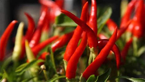 Say hello to 'Dragon's Breath' – World's hottest chili pepper, so spicy ...