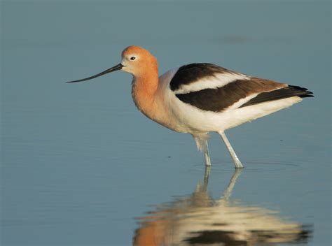 AmericanAvocetp