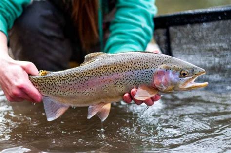 The 16 Best Trout Fishing Lakes in Minnesota