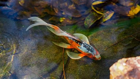 Koi Pond Plants for Your Backyard Garden Paradise