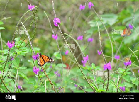 Butterfly at a Botanical gardens in Texas Stock Photo - Alamy