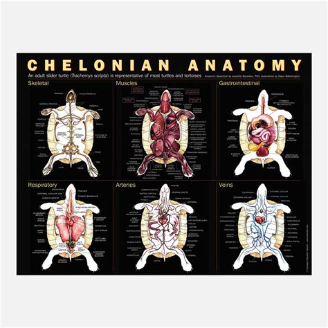 Chelonian Anatomy poster – drawnbydawn