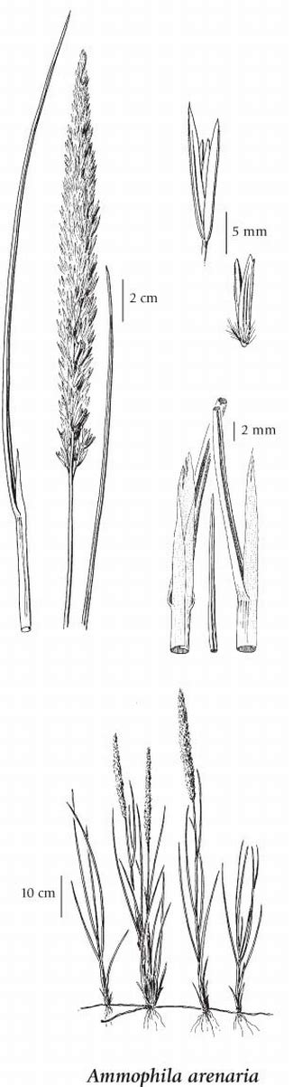 E-Flora BC: Electronic Atlas of the Flora of BC