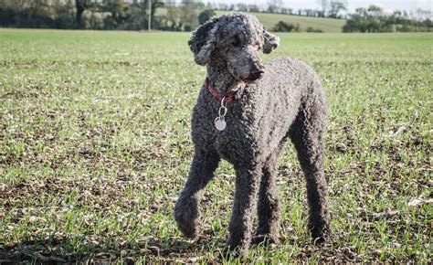 Poodle Colors: The Standard & Rare Poodle Coat Colors - K9 Web