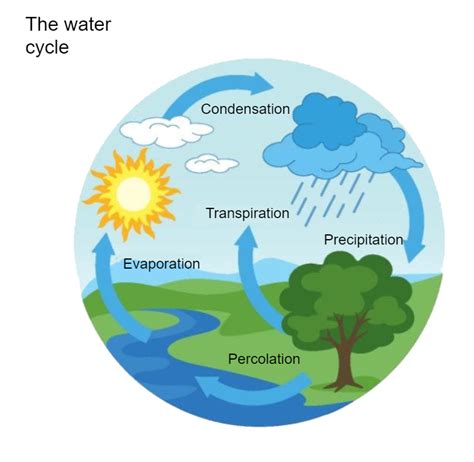 Water Cycle Diagram Outline