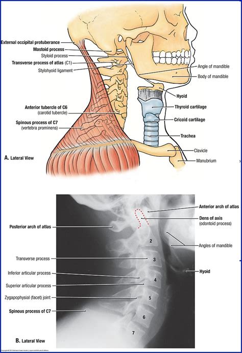 Retropharyngeal Anatomy