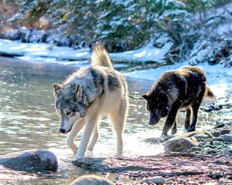 Wolfdog Rescue & Adoption | Yamnuska Wolfdog Sanctuary