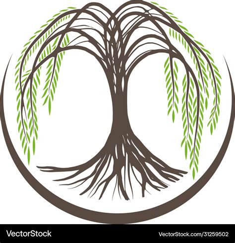 Willow tree Royalty Free Vector Image - VectorStock