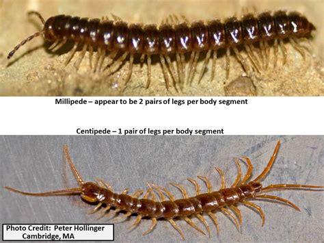 Millipede Larvae