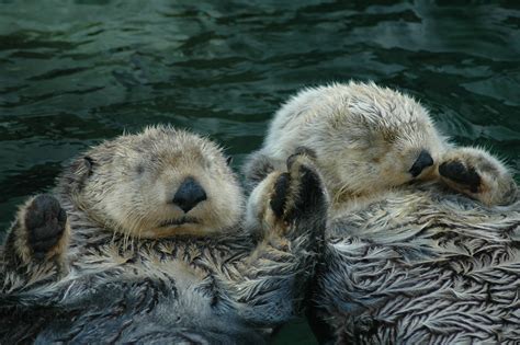 Sea Otters Holding Hands