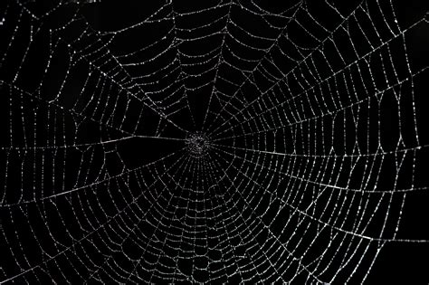 Large spider web-8147 | Stockarch Free Stock Photos