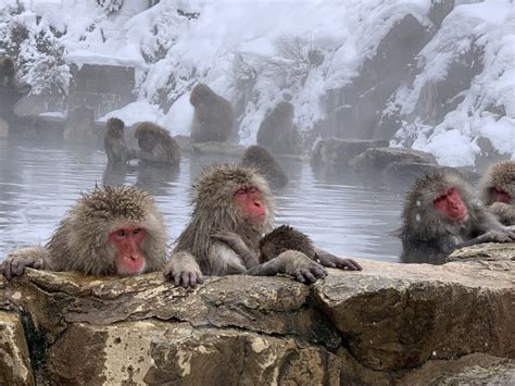 Wild Monkeys In Hot Springs - Snow Monkey Park | Betiful World