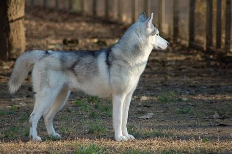 Husky Wolf Mix (Wolf-dog) - A Cross Of Striking Beauty And Intelligence