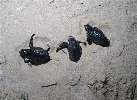 Sea turtle hatchlings at risk when high season begins - Yucatán Magazine