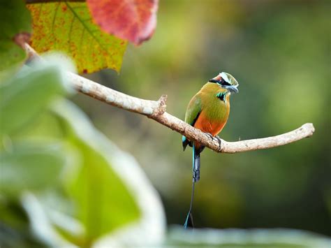 What Is The National Bird of El Salvador? (And Why?) | Birdfact