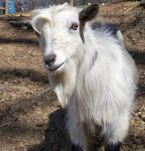 Goat Breeds - HubPages