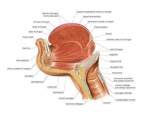 Tongue Anatomy Diagram - Anatomy Reading Source