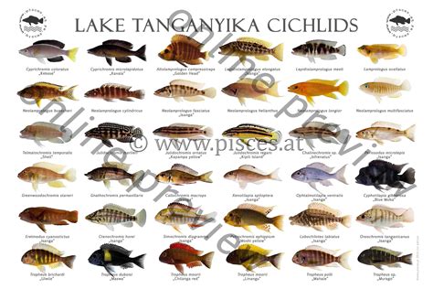 Colorful Lake Tanganyika Cichlids Poster