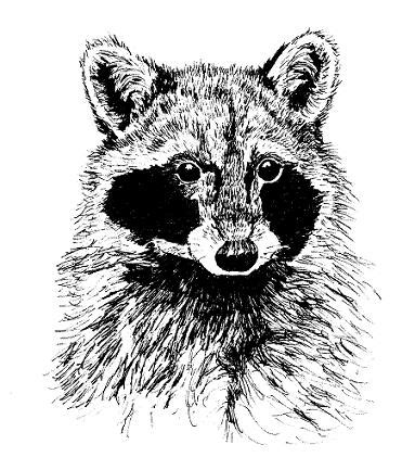 Drawing Animals in Pen and Ink - Samantha Bell