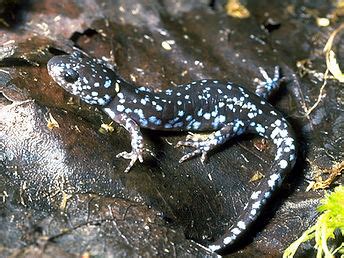 Blue-spotted Salamander | wickedbigpuddles