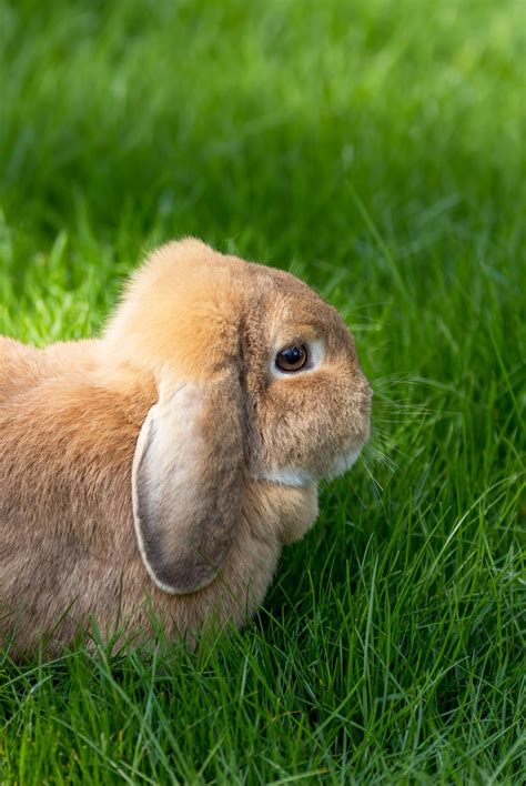 lop eared bunny - your guide to the floppy eared breeds