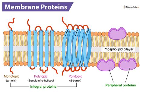 Membrane Proteins - Definition, Types, Structure, & Functions