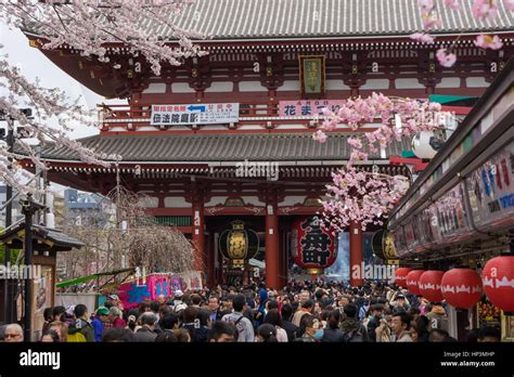 Cherry blossom festival in Asakusa-jinja temple in Asakusa, Tokyo ...