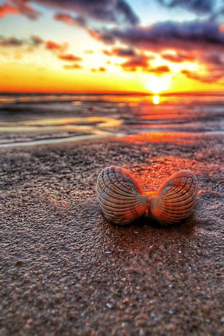 Beach sunset shell – Pro Photo Asia Shop