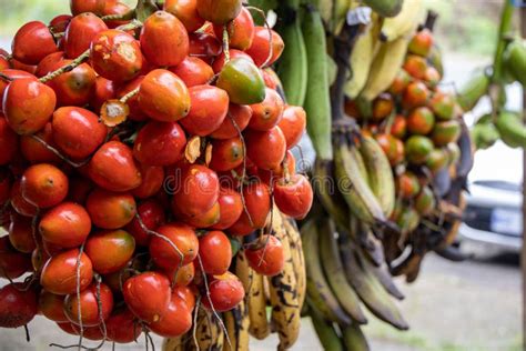 Ripe Fruit Called Pejibaye Stock Photos - Free & Royalty-Free Stock ...