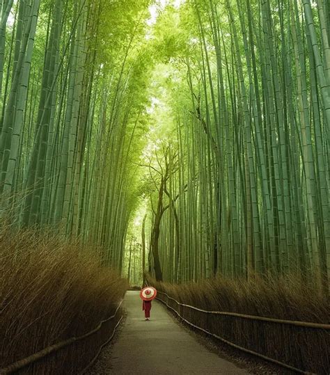 Sagano Bamboo Forest In Kyoto, Japan