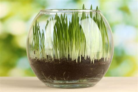 Types Of Indoor Grass - What's The Best Grass For Growing Indoors