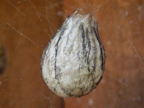 giant house spider eggs - Skipjack E-Journal Photogallery