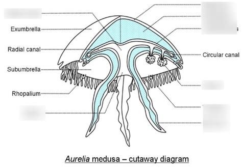 Jellyfish Anatomy Diagram | Quizlet