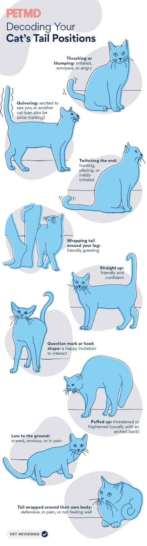 Cat Tail Language 101: Why Cats Wag Their Tails and More | PetMD | Cat ...