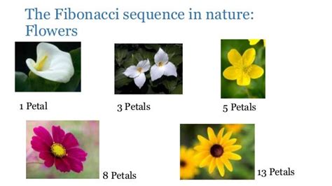 The fibonacci sequence