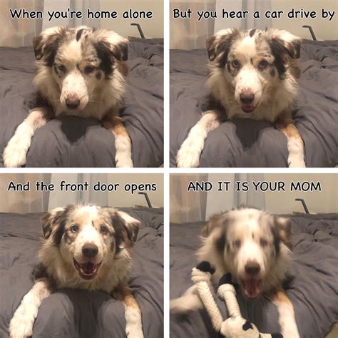 I made a meme of my dog :) : r/memes