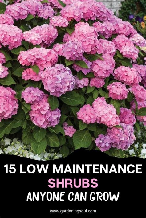 15 Low Maintenance Shrubs Anyone Can Grow