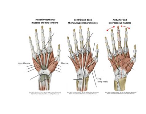 Muscles of the palmar hand Quiz