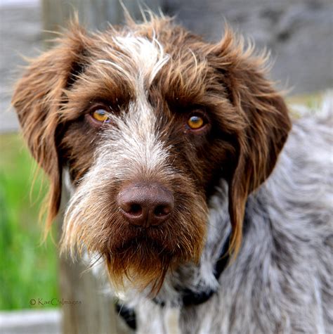 German Wirehaired Pointer Photograph by Kae Cheatham - Pixels