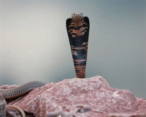 Mozambique Spitting Cobra - Facts, Diet, Habitat & Pictures on Animalia.bio