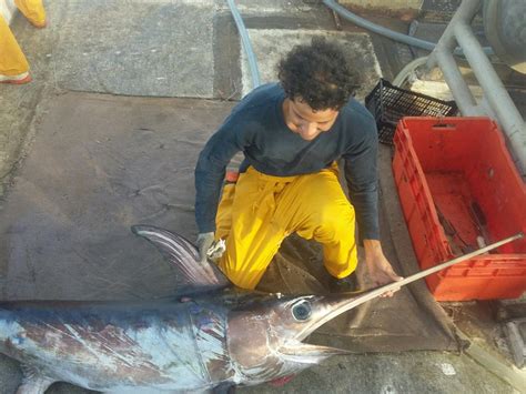 Pacific Swordfish | California Sea Grant