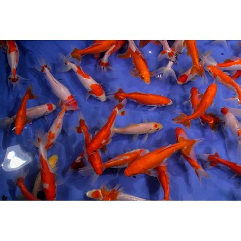 Assorted Wakin Goldfish-1 | Blue Ridge Fish Hatchery