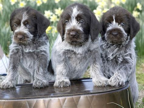 Wirehaired German Pointer Puppies